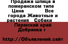 Продажа шпица в померанском типе › Цена ­ 20 000 - Все города Животные и растения » Собаки   . Пермский край,Добрянка г.